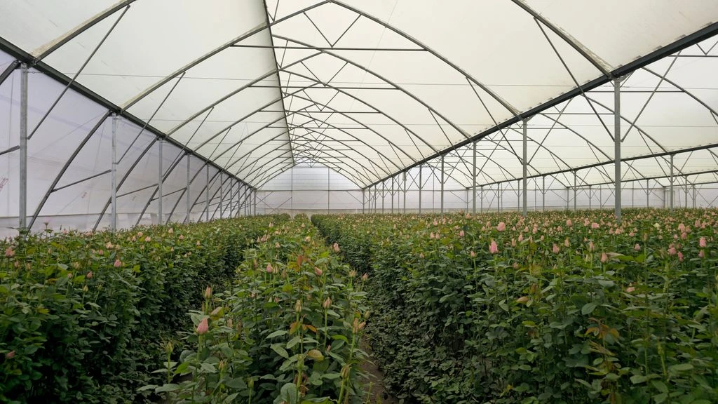 The Hisako Roses 14-acre farm in the Willamette Valley, Oregon