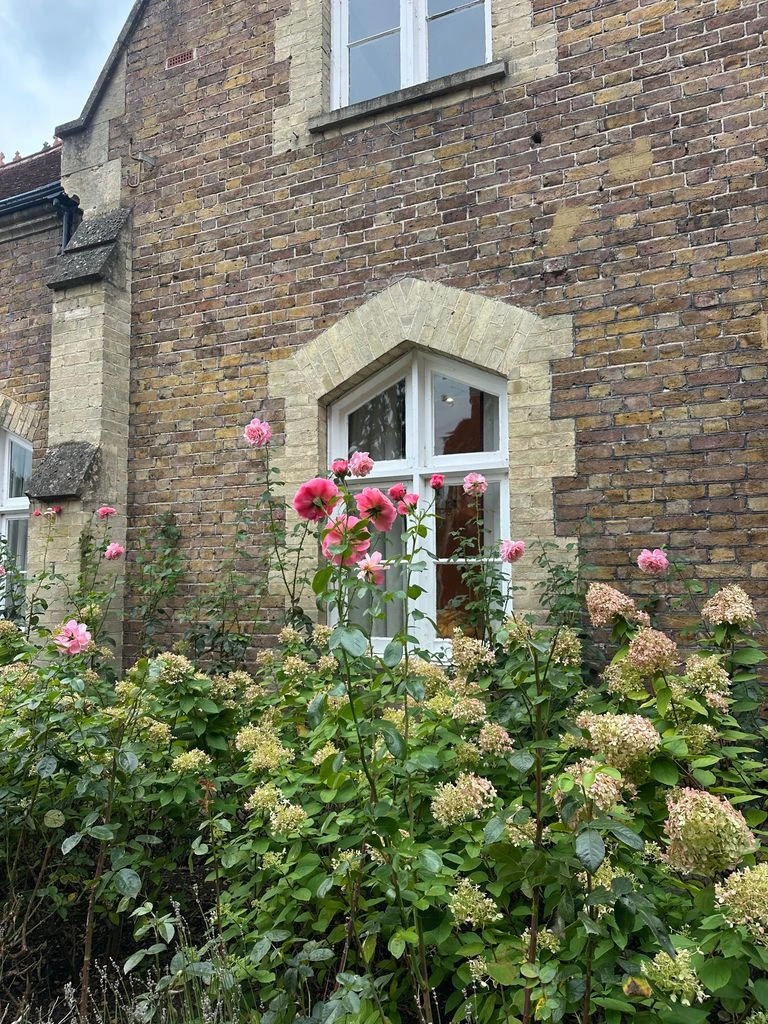 'Rose de Rescht' heritage Portland Rose in full bloom on the bush.