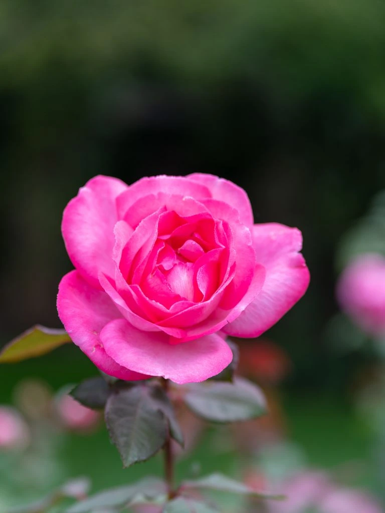 'Munstead Wood' English rose with deep velvety crimson cupped blooms on the bush.
